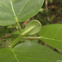 Mitragyna parvifolia (Roxb.) Korth.